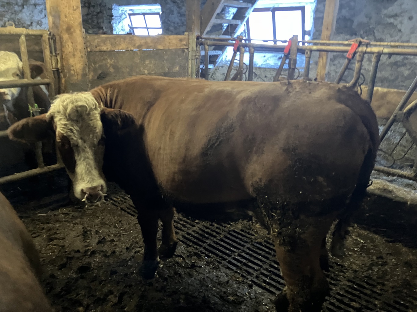 BIBI (AT 75 9669 889) BIBI (AT 75 9669 889)