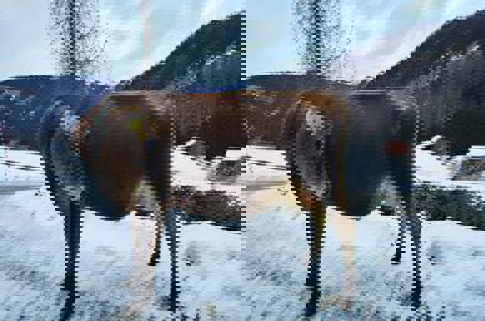 BLUME (AT 58 1698 589) BLUME (AT 58 1698 589)