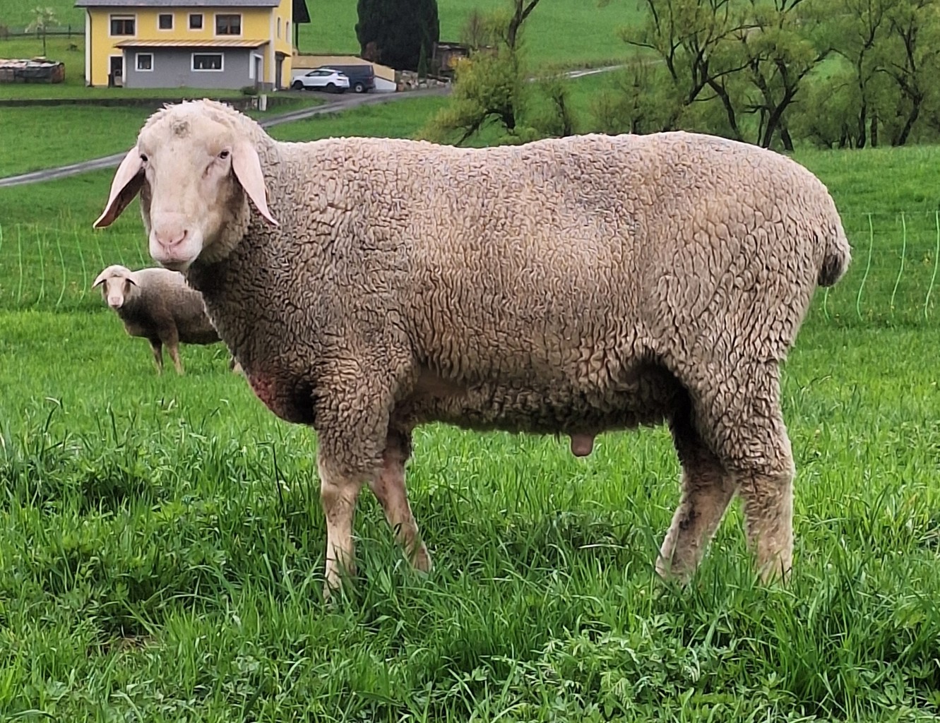 Romeo (DE 011620205222) Romeo (DE 011620205222)